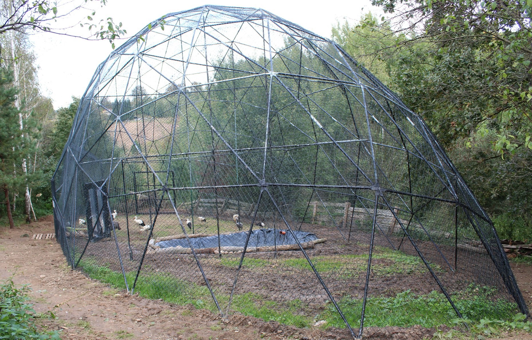 Domes_Wild_Birds_26 Domes_Wild_Birds_26