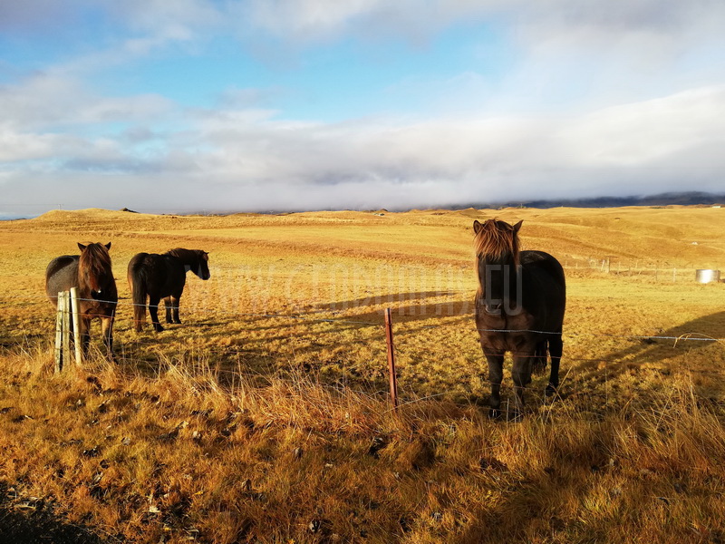VR interactive/3D Scanning HATUN Farm | Suðurland Southern Region (Iceland)